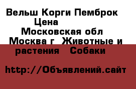 Вельш Корги Пемброк › Цена ­ 50 000 - Московская обл., Москва г. Животные и растения » Собаки   